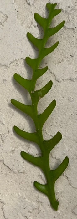 Zig Zag Cactus Cuttings Epiphyllum anguliger – Unrooted Fresh Cuttings for Propagation