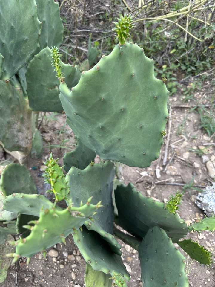 Opuntia Gomei Prickly Pear Cactus Pads Cutting, Old Mexico Opuntia Pad for Planting and Propagation