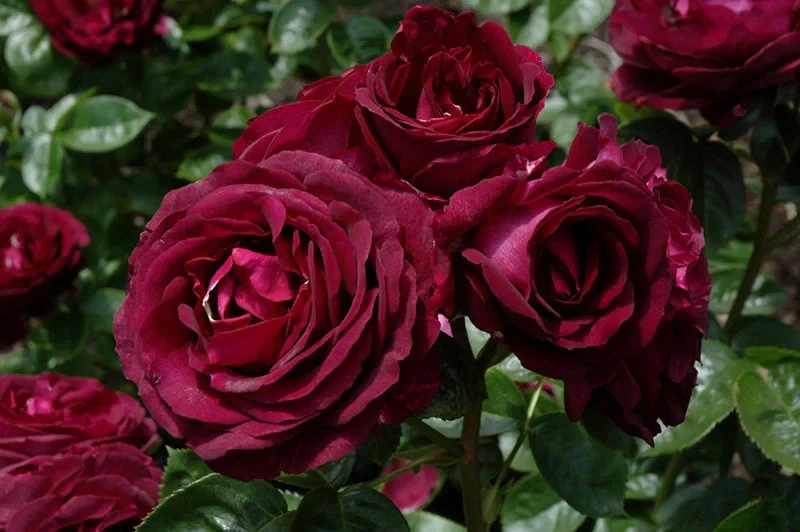 Twilight Zone Rose Cuttings – 3 Fresh Unrooted Stems for Rooting or Grafting, Rare Deep Purple Rose Variety