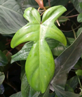 Philodendron Florida Beauty Green Form Cutting – Unrooted Aroid Stem, Rare Tropical Houseplant for Propagation & Indoor Growing
