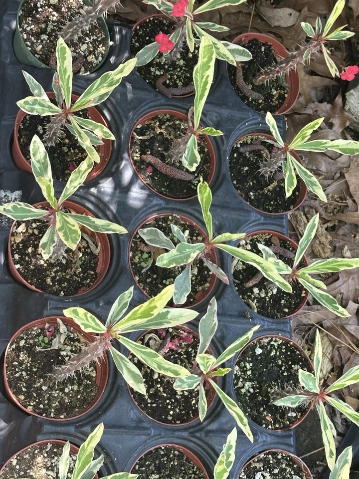 Euphorbia Crown of Thorns – Variegated Rooted Plant in 4" Pot, Easy Care Succulent with Colorful Leaves & Sturdy Stems