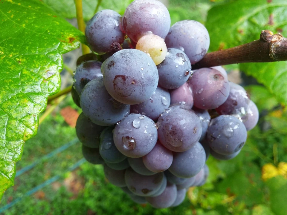 Concord Grape Cuttings – 12 Unrooted Thin Cuttings, Vitis labrusca, Seeded Grape Variety for Planting