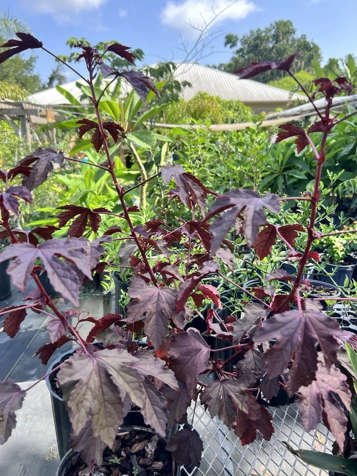 Cranberry Hibiscus Cuttings – Hibiscus Acetosella Live Plant Cuttings for Garden Propagation
