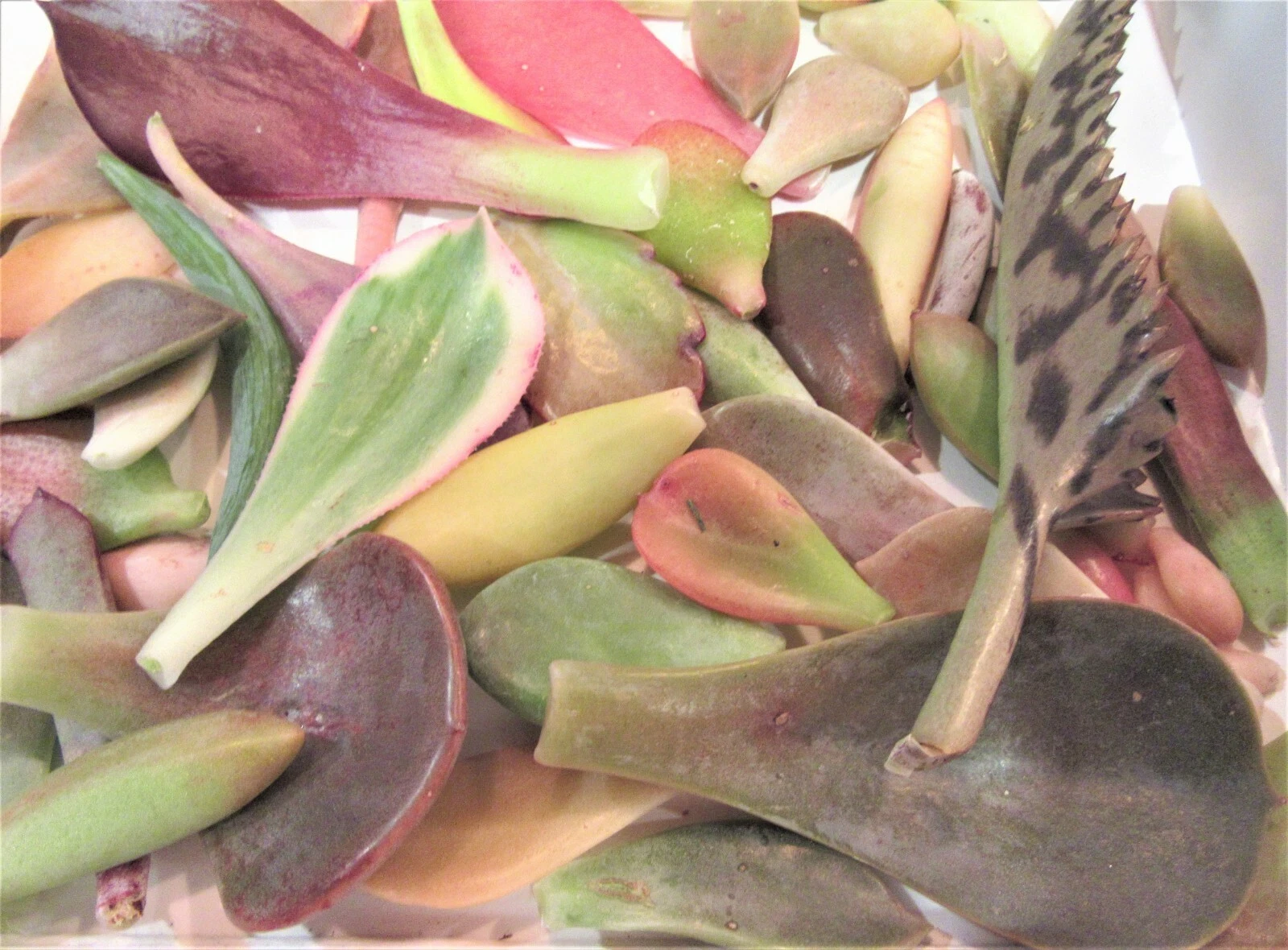 Mixed Succulent Leaf Cuttings – 25+ Live Succulent Leaves for Propagation, Approx. 1/4 lb Lot