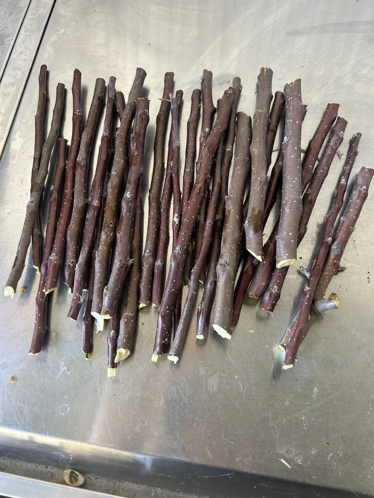 Apple Tree Cuttings for Grafting and Rooting, Live Fruit Tree Scions for Propagation and Home Orchard Growing