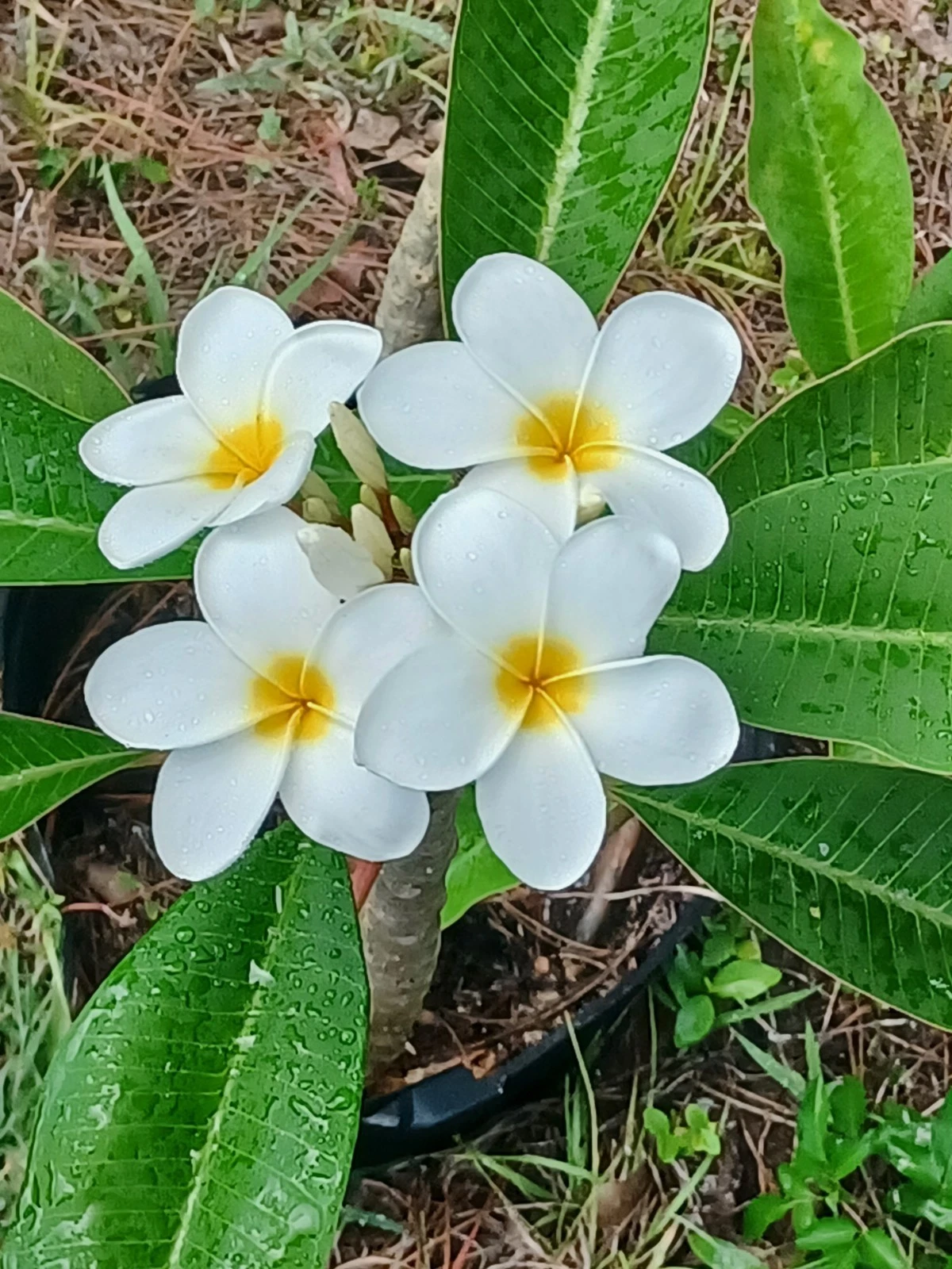 Plumeria Unrooted Cuttings – Frangipani Tree Cuttings for Propagation and Tropical Garden Growing