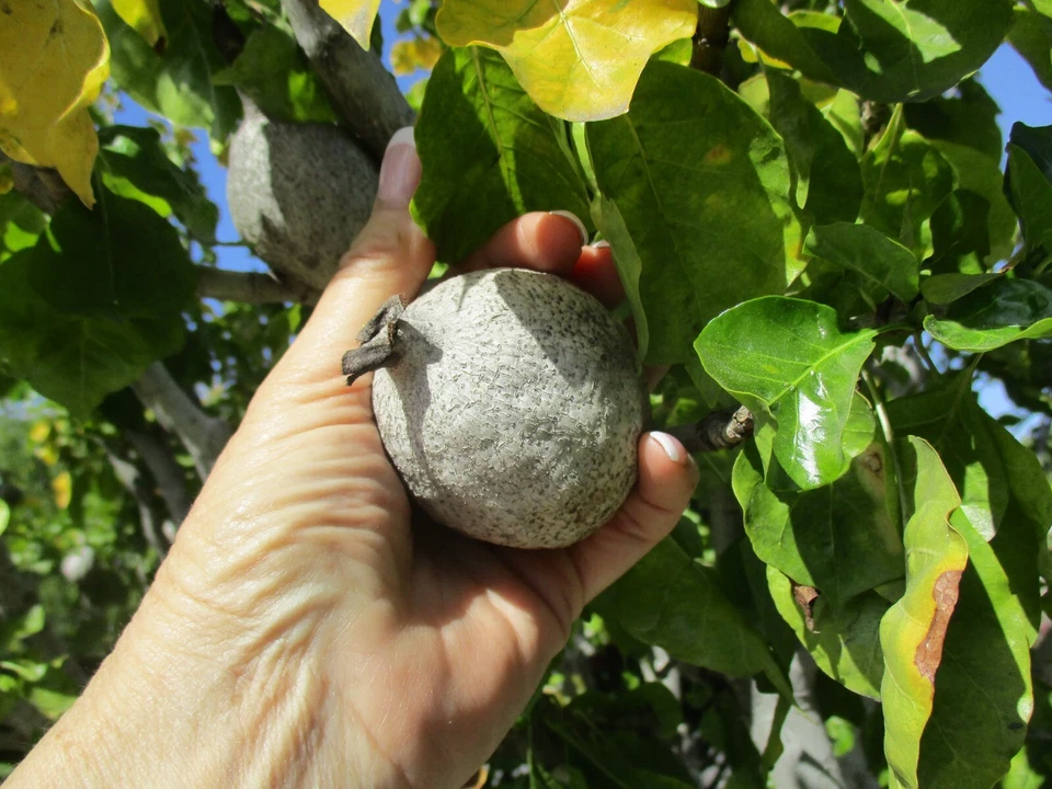 Gardenia Thunbergia Seed Pods Fresh, 2 South African Flowering Shrub Pods for Planting