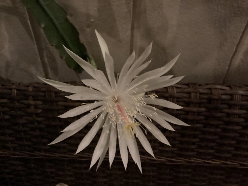 Night Blooming Cereus Cuttings Epiphyllum Oxypetalum Orchid Cactus 3 Unrooted Cuttings 4–11 Inch