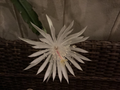 Night Blooming Cereus Cuttings Epiphyllum Oxypetalum Orchid Cactus 3 Unrooted Cuttings 4–11 Inch
