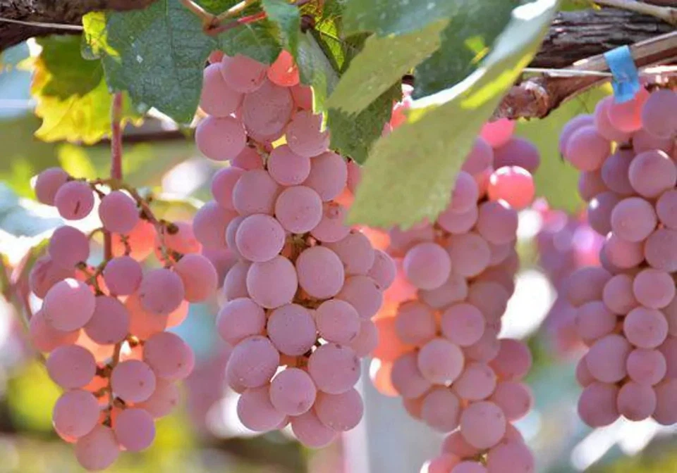 Japanese Koshu Grape Cuttings 5 Pieces Unrooted Vitis Vinifera for Rooting or Grafting
