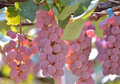Japanese Koshu Grape Cuttings 5 Pieces Unrooted Vitis Vinifera for Rooting or Grafting