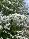 Bridal Wreath Spirea Cuttings Unrooted, Flowering Shrub Propagation Stems for Garden Bush Set of 10