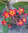Jamaican Fire Plumeria Cutting 3 Tip Unrooted Frangipani for Propagation Tropical Flower Plant