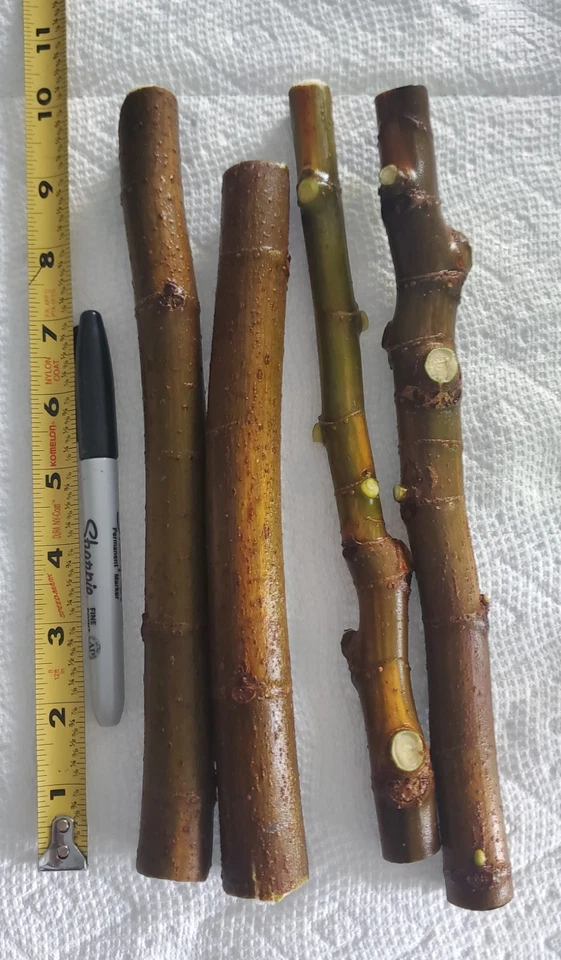 Brown Turkey Fig Unrooted Cuttings – 25 Ficus carica Cuttings, 10 Inch Long Fig Tree Cuttings for Propagation