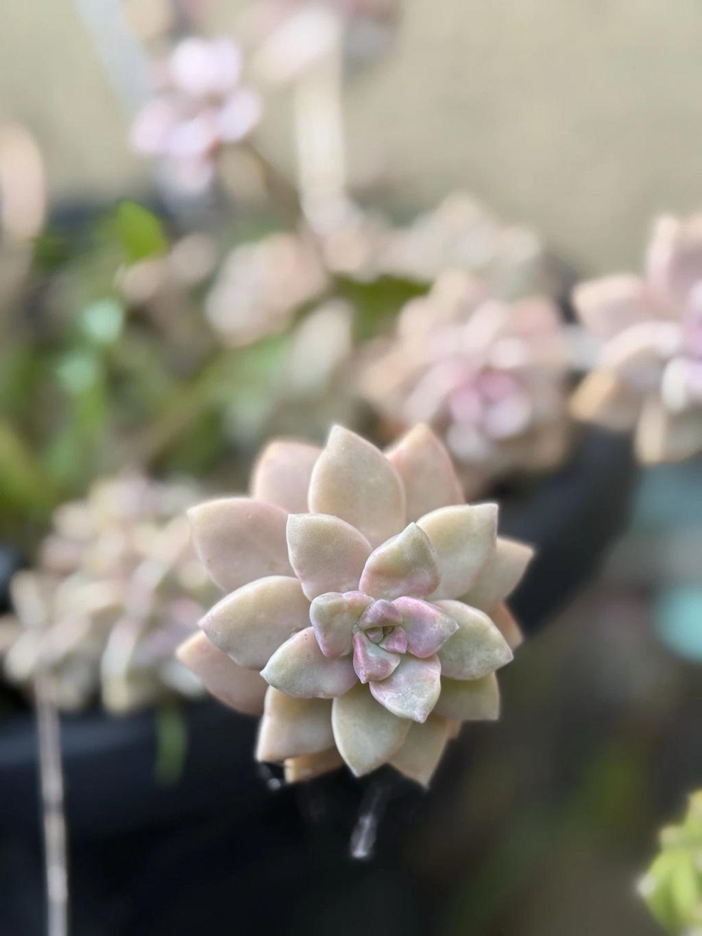 Pink Ghost Plant Succulent Cuttings – 3 Inch Graptopetalum paraguayense, Live Succulent Cuttings Ready to Plant