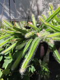 Selenicereus Testudo Dog Tail Medusa Cactus Cuttings Set of 4 Trailing Succulent for Propagation