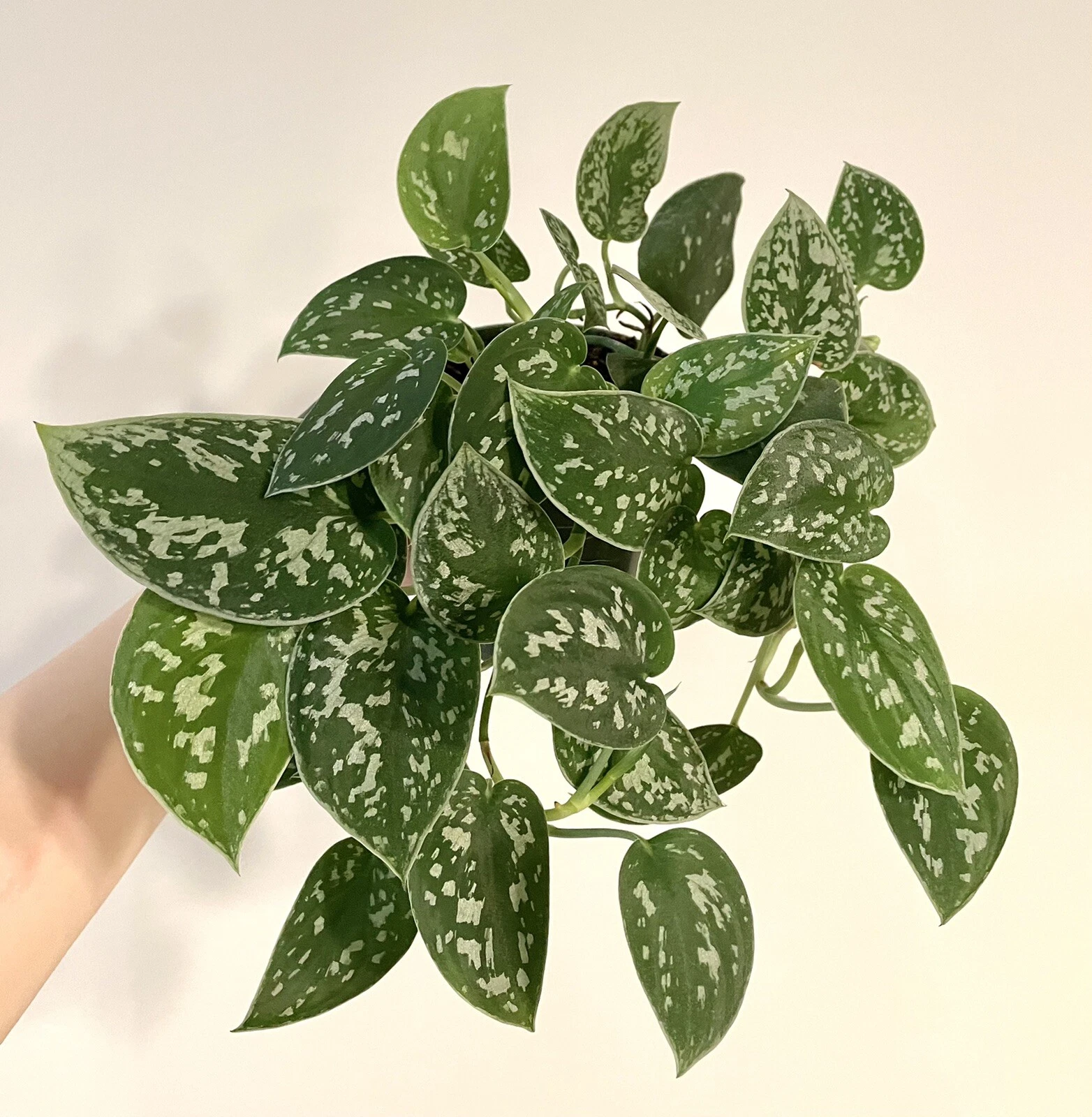 Silver Ann Pothos Cuttings – 2 Scindapsus pictus Hybrid Cuttings with 2 Leaves and 2 Nodes, Unrooted Houseplant