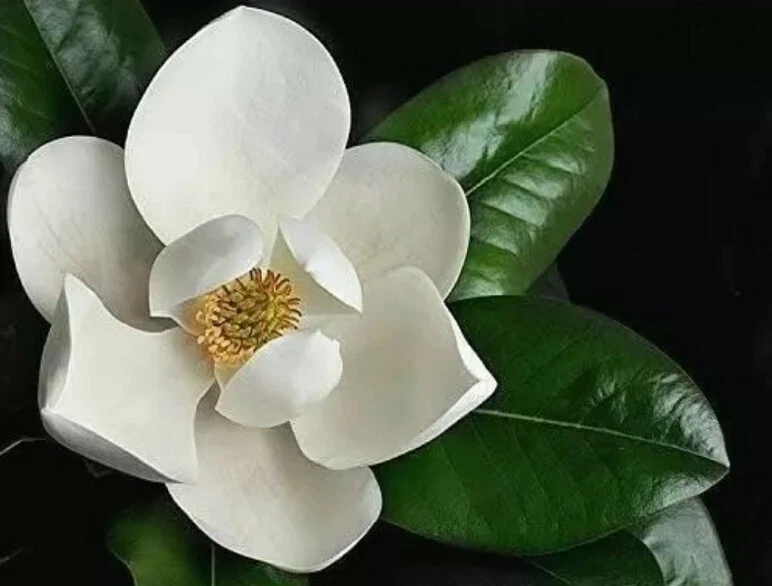 Southern Magnolia Cuttings – 8 Fresh Magnolia grandiflora Tree Cuttings for Rooting or Grafting