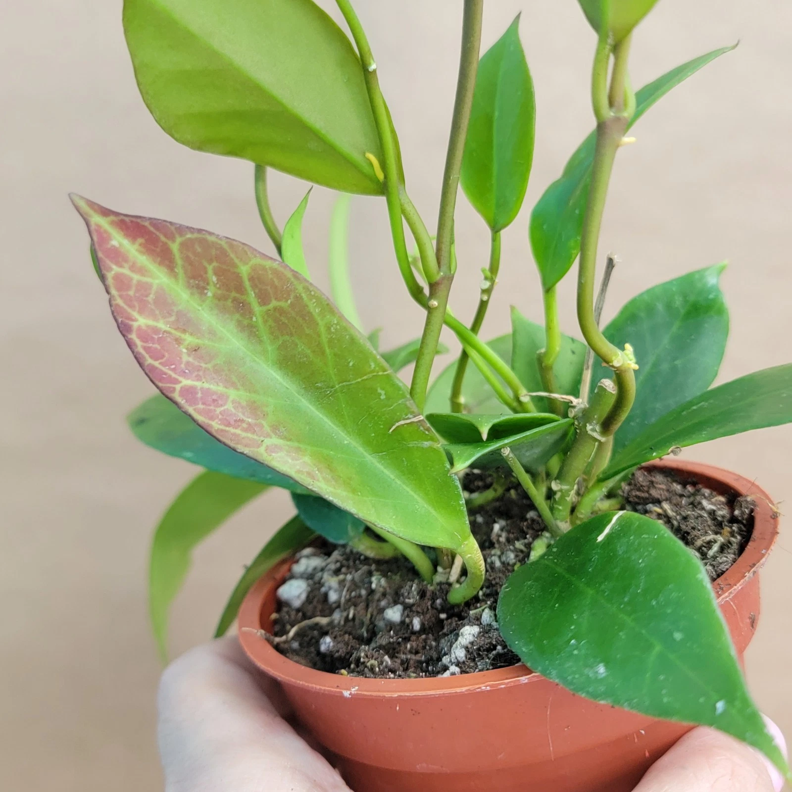 Hoya Sunrise Live Plant Rare Indoor Houseplant Hoya Carnosa 4 Inch Pot