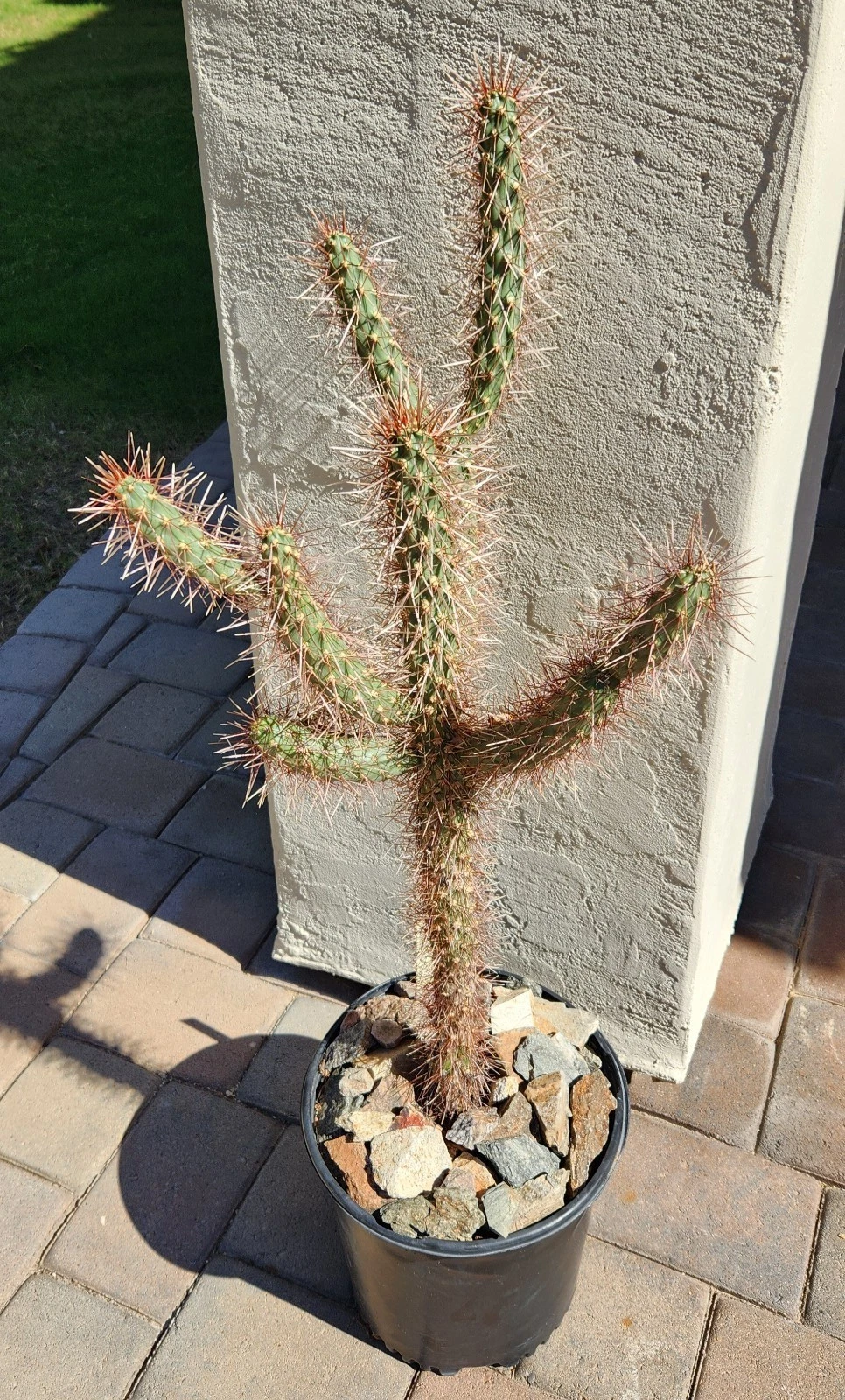 Red Teddy Bear Cholla Cactus Cutting – Cylindropuntia x Campii Live Segment, Unrooted Cholla for Propagation
