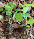 Yellow Long Neck Fig Tree – Live Ficus Carica Plant, Sweet Yellow Fig Variety for Home Garden Growing