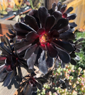 Aeonium Black Rose Cutting – 1 Live Succulent Cutting, 3–4 Inch Aeonium arboreum ‘Zwartkop’ for Planting
