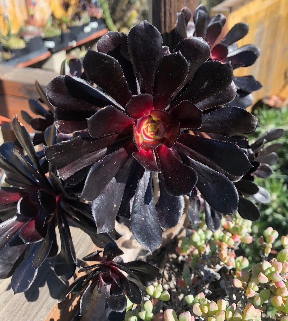 Aeonium Black Rose Cutting – 1 Live Succulent Cutting, 3–4 Inch Aeonium arboreum ‘Zwartkop’ for Planting