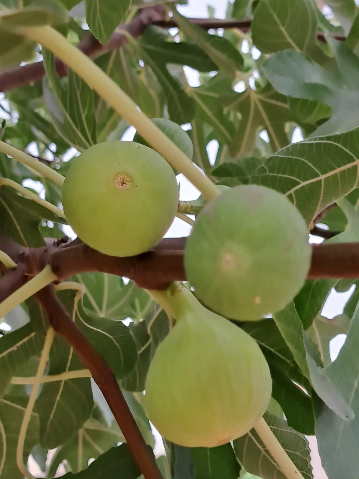 Lattarula Fig Cuttings – 7 Fresh Fig Tree Cuttings, Ficus Carica Fruit Variety for Propagation