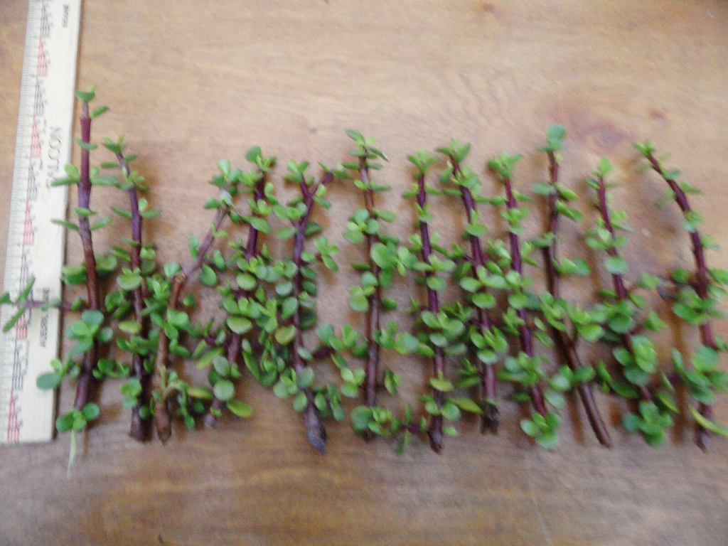 Portulacaria Afra Cuttings – Lot of 12 Unrooted Spekboom Succulent Cuttings, 6 Inch Red Stem Dwarf Jade