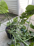 Monstera Deliciosa Live Rooted Plant Cutting, Divided Starter Houseplant for Indoor Growing