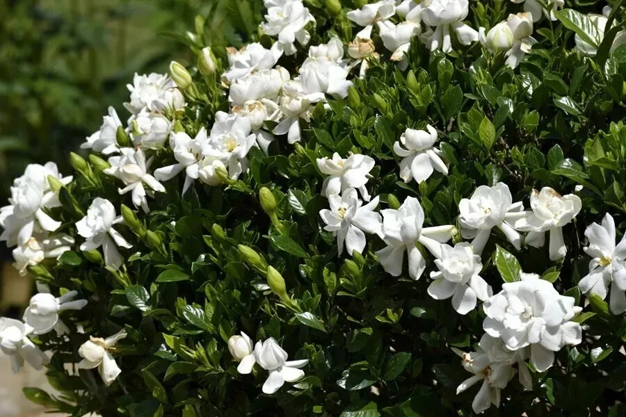 Southern Heirloom Gardenia Cuttings Unrooted, True Southern Gardenia Bush Propagation Stems Set of 8