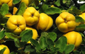 Quince Cuttings – 5 Fresh Cydonia oblonga Cuttings for Rooting, Fruit Tree Propagation