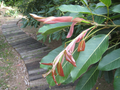Ficus Subpisocarpa Cuttings 2 Pieces Unrooted Live Tree Cutting for Propagation Ornamental Ficus