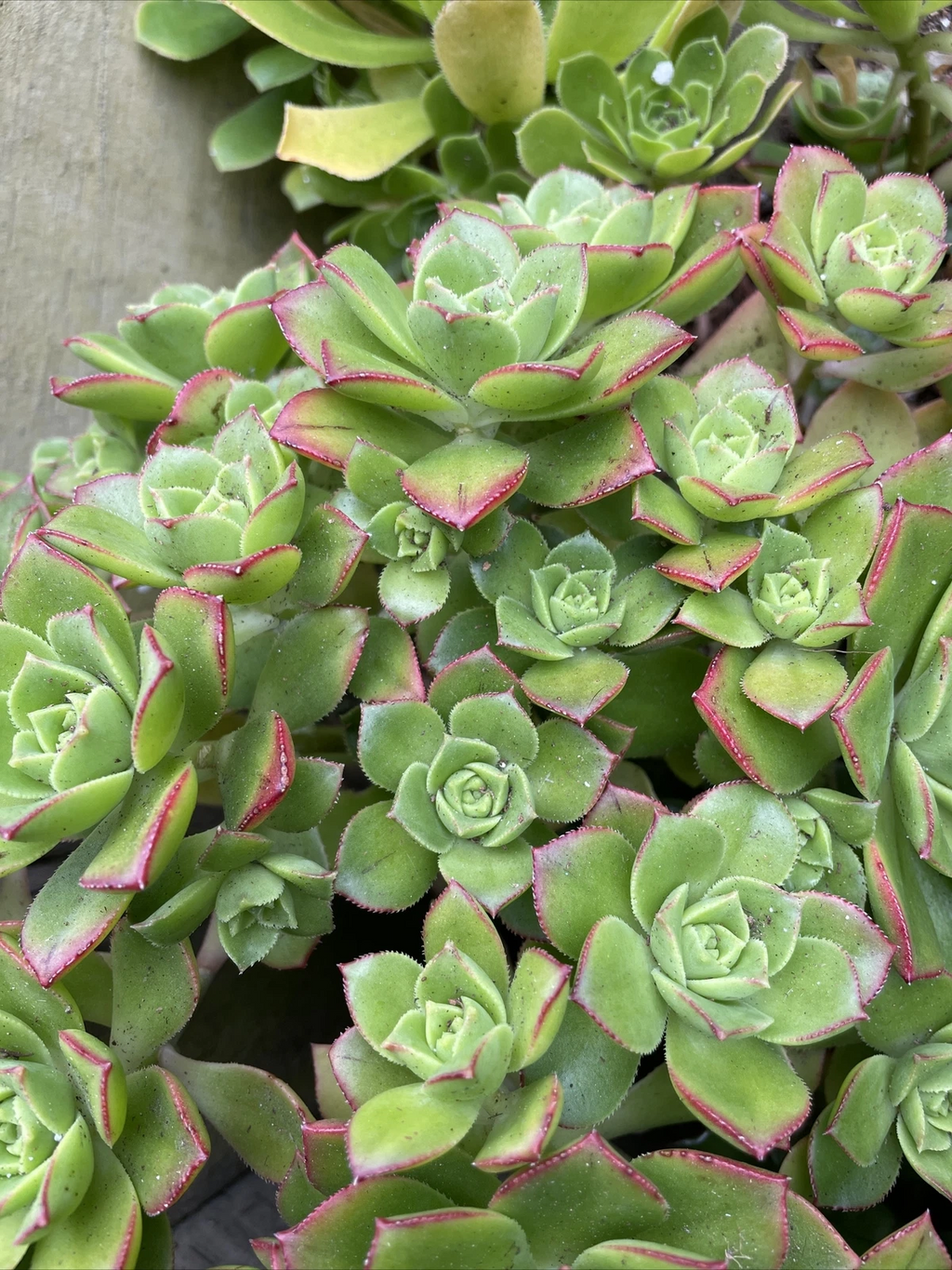 Aeonium Pinwheel Succulent Cuttings – 5 Unrooted Aeonium arboreum Cuttings 3 Inch Rosettes for Propagation