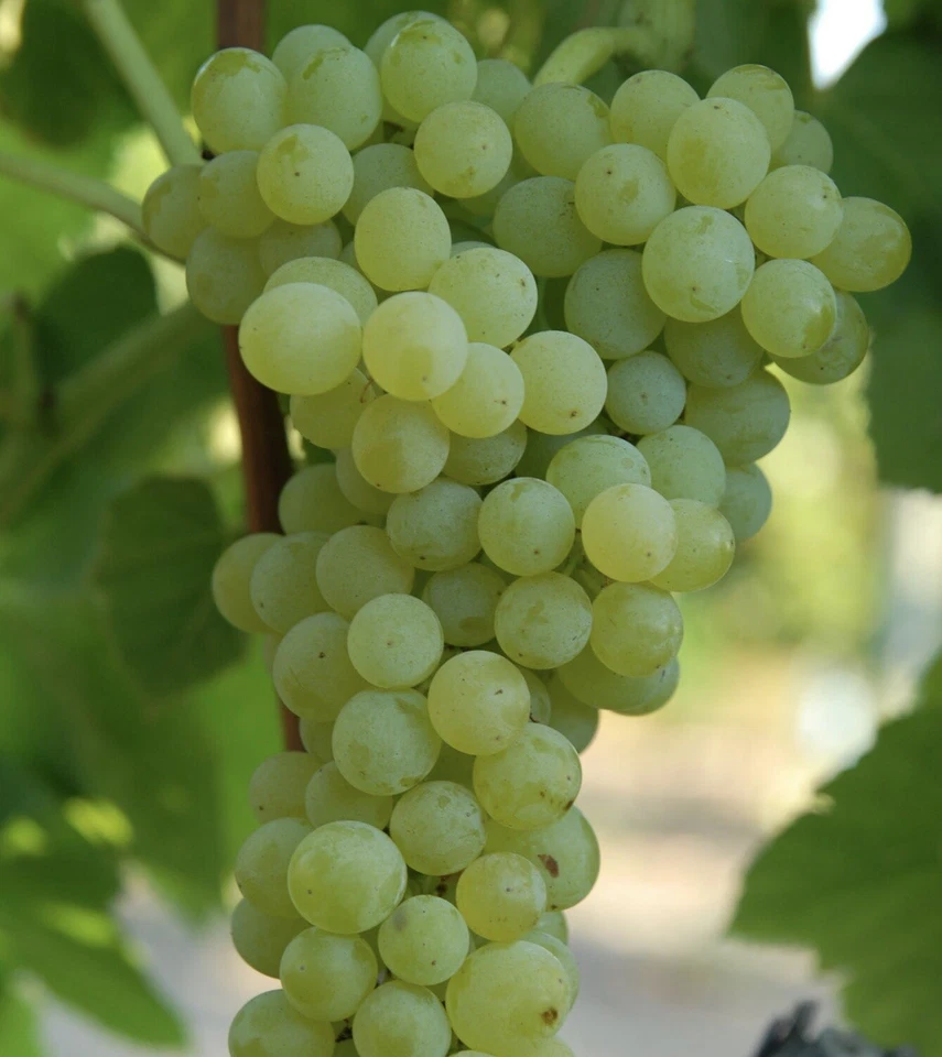 Green Grape Vine Cutting With Pot – 10 Inch Sweet Seedless Grape Plant, Live Rooted Cutting Ready to Plant