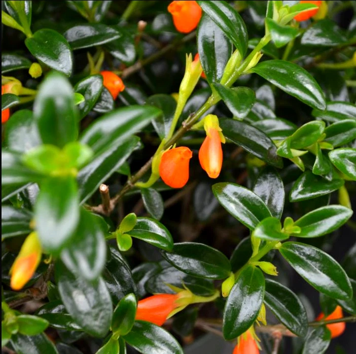 Goldfish Plant Live Potted Plant – Columnea Nematanthus Tropical Flowering Houseplant in 4 Inch Pot