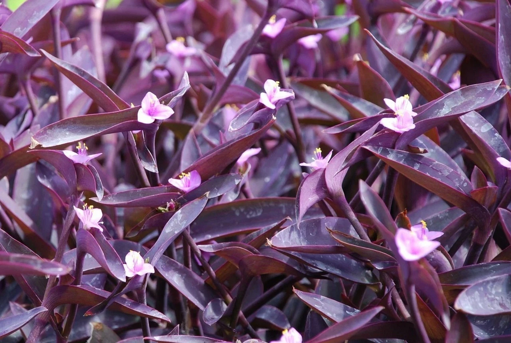 Purple Heart Wandering Jew Cuttings – Tradescantia Pallida Live Plant Cuttings for Indoor Propagation
