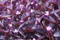 Purple Heart Wandering Jew Cuttings – Tradescantia Pallida Live Plant Cuttings for Indoor Propagation