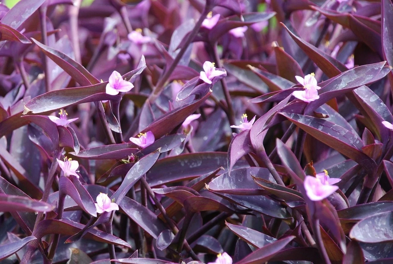 Purple Heart Wandering Jew Cuttings – Tradescantia Pallida Live Plant Cuttings for Indoor Propagation