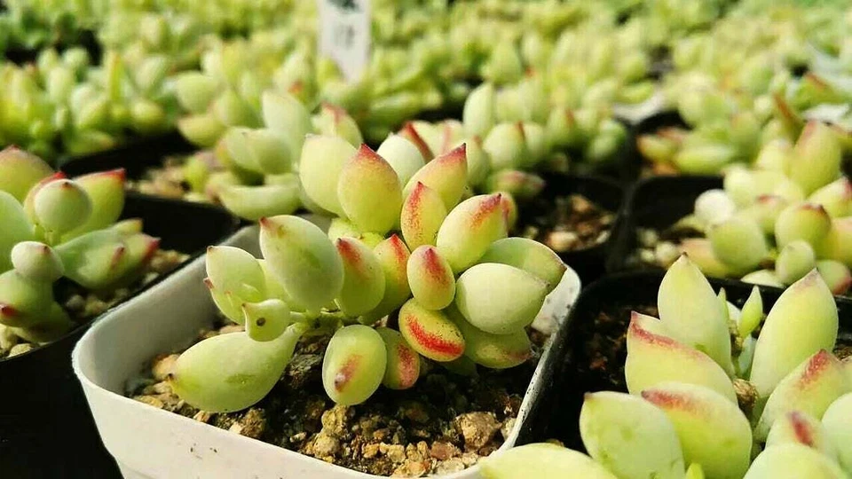 Cotyledon Pendens Succulent Cuttings – 3 Fresh Live Trailing Plants for Indoor Garden Decor