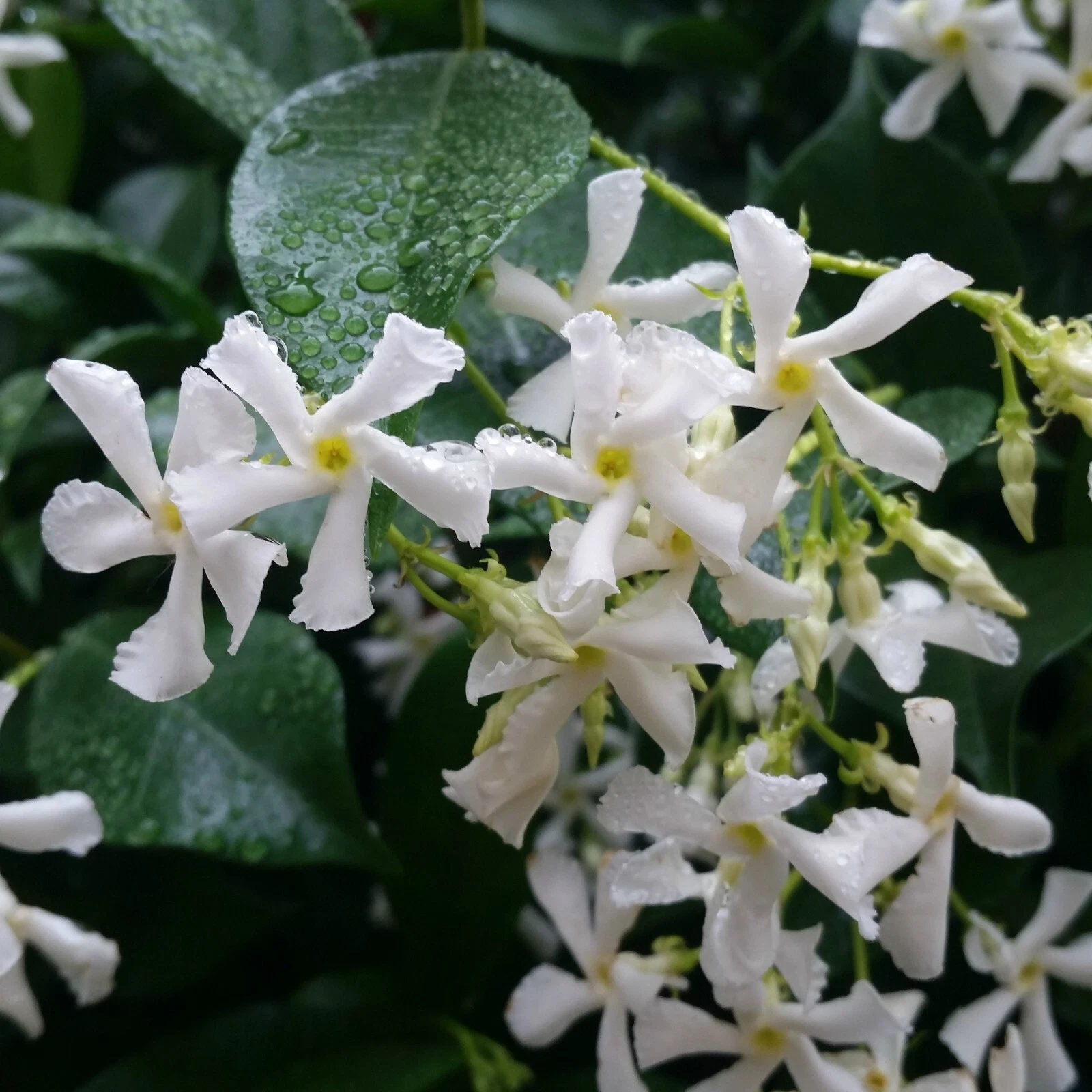 Confederate Star Jasmine Rooted Starter Plant, Trachelospermum Vine USA Grown