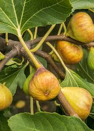 Fig Tree ‘Yellow Long Neck’ Live Plant – Ficus carica Yellow Fig Variety, Rooted Fruit Tree for Planting