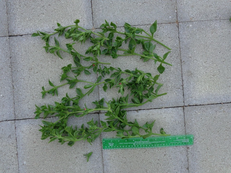 Aptenia cordifolia Cuttings – 10 Unrooted 6 Inch Baby Sunrose Red Apple Ice Plant, Red Pink Succulent