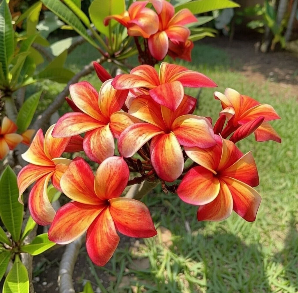 Stormy Tiger Plumeria Cutting – 2 Tip Frangipani Cutting, Unrooted Tropical Flower Plant for Growing