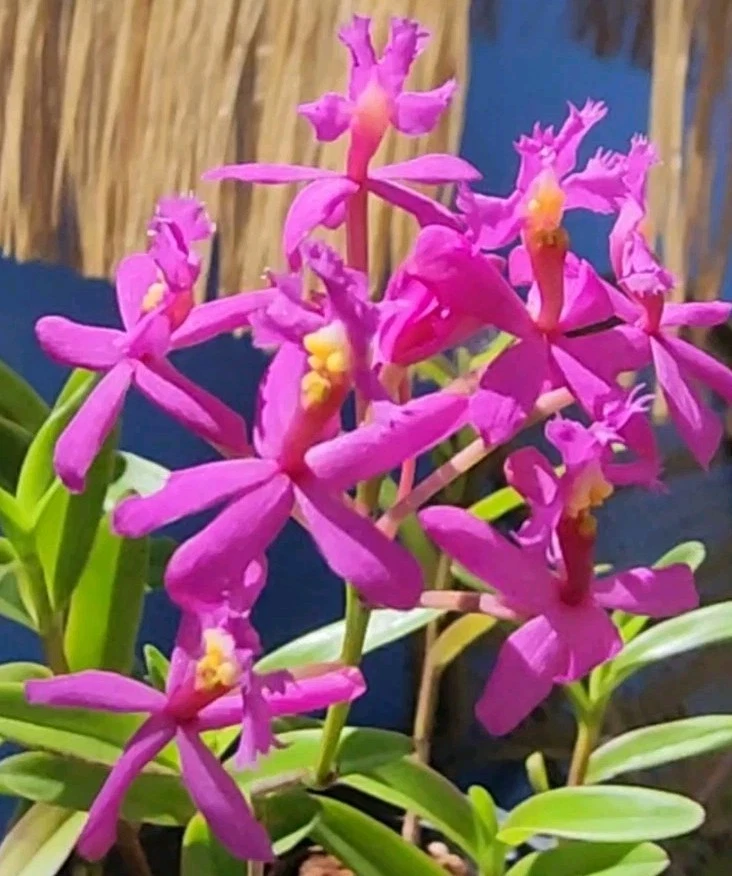 Epidendrum Radicans Fire Star Orchid – 1 Rooted Keiki, Purple Lavender Reed Orchid Starter Plant