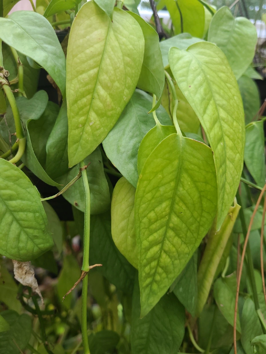 Cebu Blue Pothos Unrooted Cutting – Epipremnum pinnatum 4 Node Trailing Houseplant Cutting for Propagation