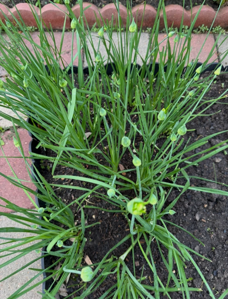 Garlic Chives Live Plants – 30+ Bare Root Perennial Starts, Organic Allium Tuberosum for Garden or Containers