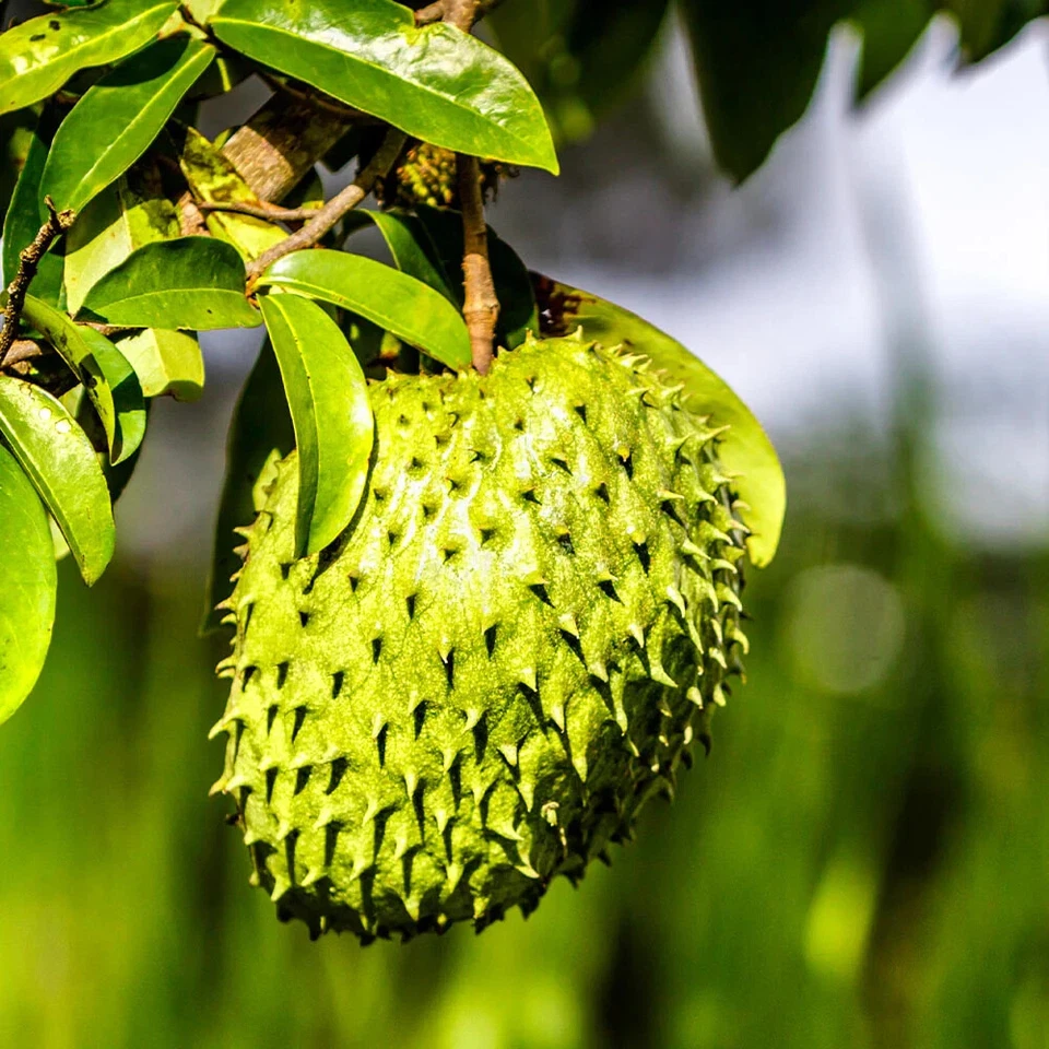 Soursop Tree Live Plant, Guanabana Tropical Fruit Tree in Pot 5 Inch Starter Plant