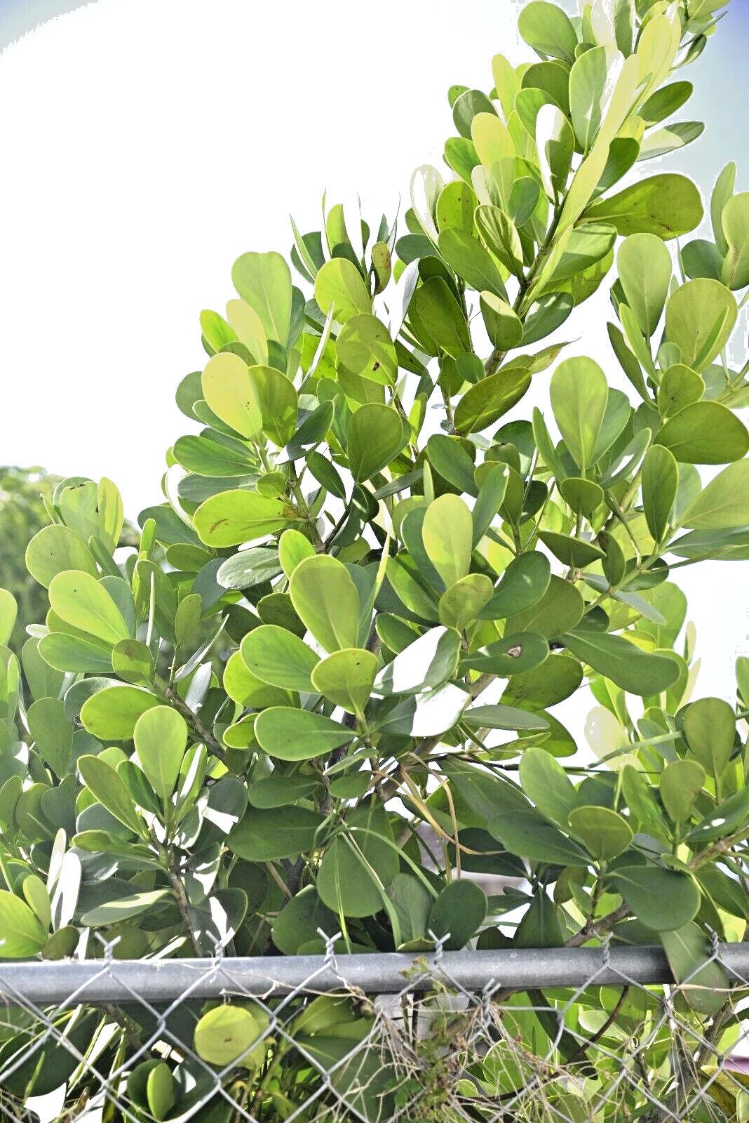 Small Leaf Clusia Cuttings Unrooted, Tropical Shrub Plant Stems for Propagation Indoor or Outdoor Growing