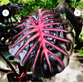 Black Lava Elephant Ear Starter Plant – Small Rooted Colocasia Esculenta Live Plant, Dark Foliage Tropical Ornamental